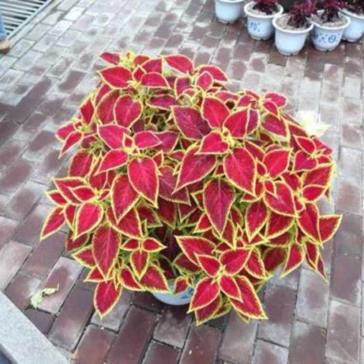 价格便宜的彩叶草-基地直销