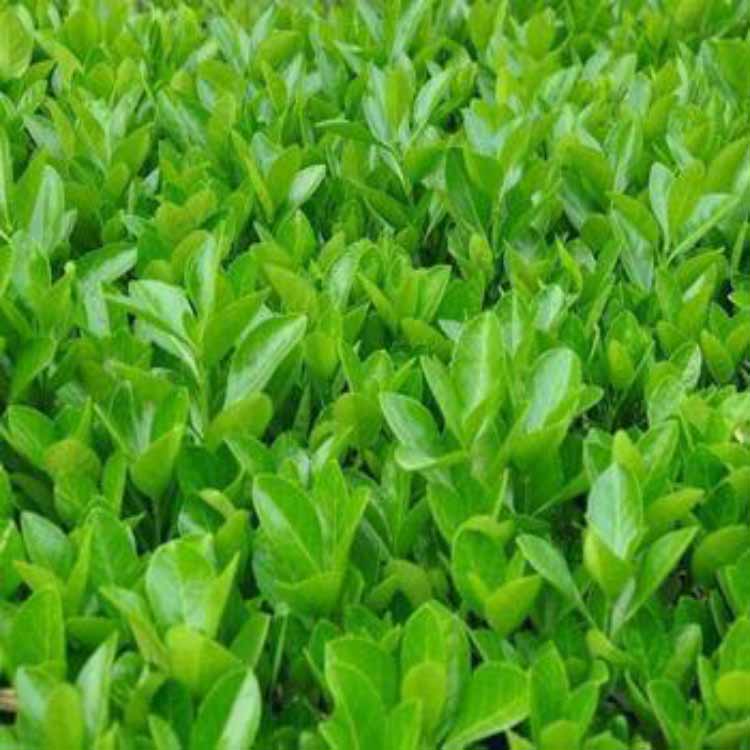 冬青批发 冬青供应 冬青种植基地