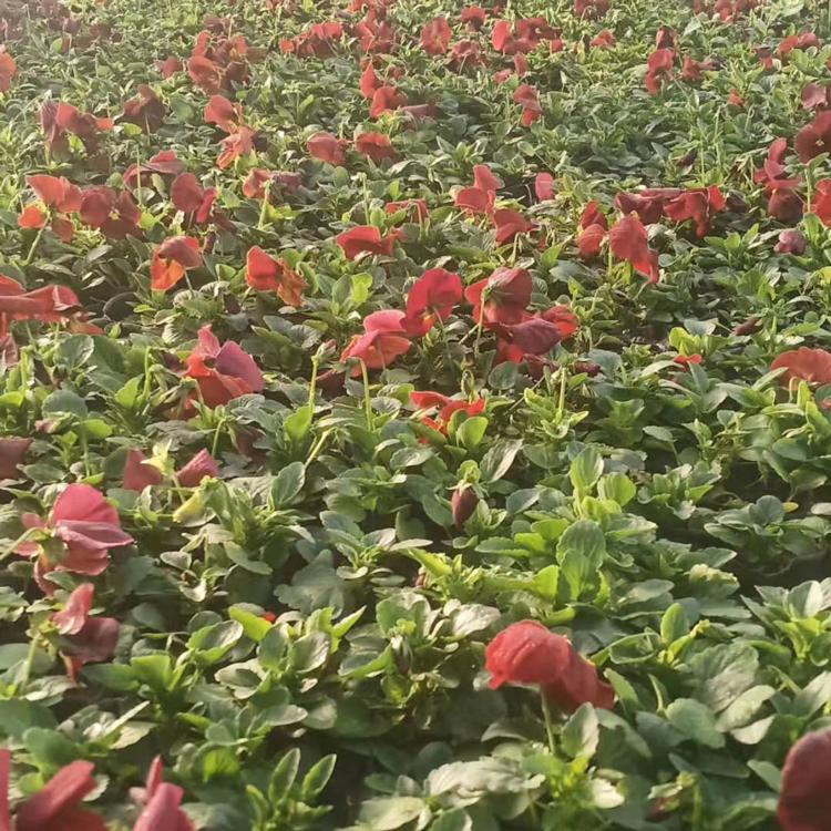 批发三色堇-瑞生园三色堇种植基地