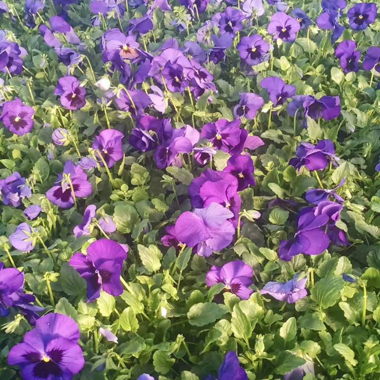 瑞生园三色堇种植基地-三色堇批发