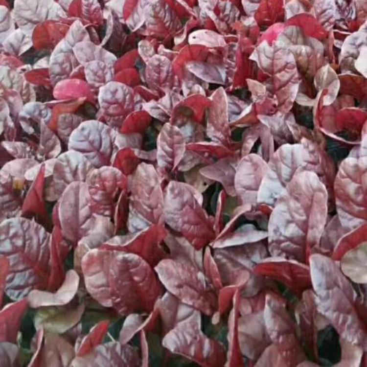 红叶甜菜种植基地为您提供质优价廉的红叶甜菜