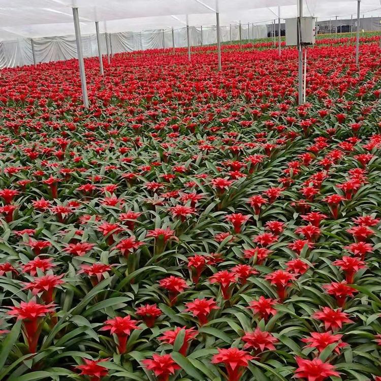 凤梨花卉_山东青州花卉基地直销 价格低廉 质量好