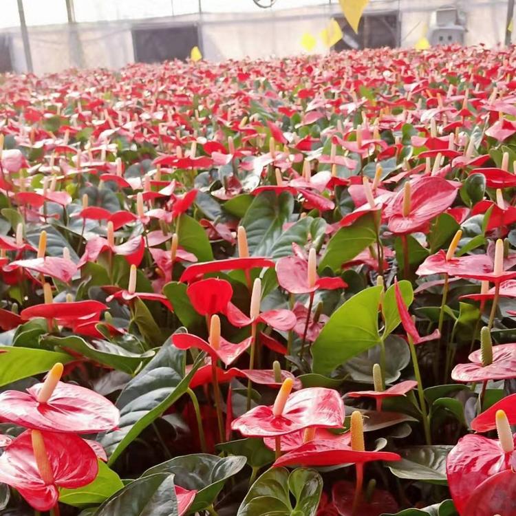 粉掌_红掌批发价格 青州年宵花大全 年宵花多种花卉供应