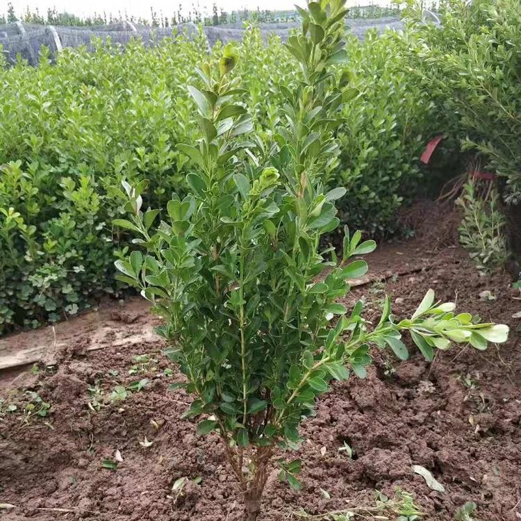 山东豆瓣黄杨批发价格  苗圃直销小叶黄杨  瓜子黄杨种植基地
