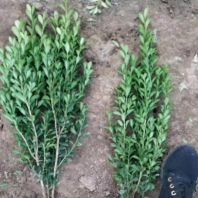 山东小叶黄杨种植基地  小叶黄杨供应商