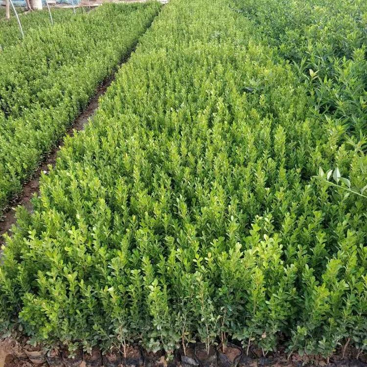 山东瓜子黄杨种植基地  豆瓣黄杨供应商  小叶黄杨价格一手货源