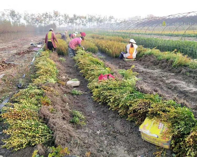 基地供应豆瓣黄杨  50公分瓜子黄杨批发  60公分小叶黄杨批发价格