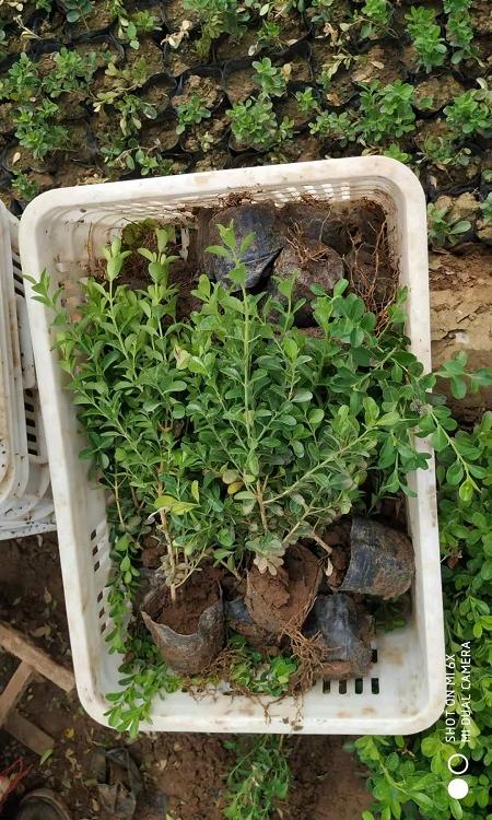 小叶黄杨  瓜子黄杨  豆瓣黄杨批发价格  千年矮