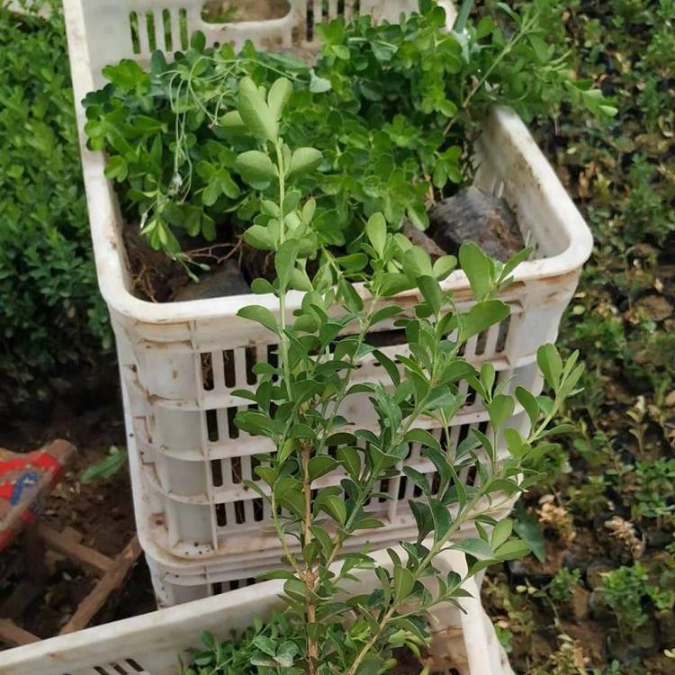 常绿小叶黄杨  园林绿化专用小叶黄杨  小叶黄杨培育基地