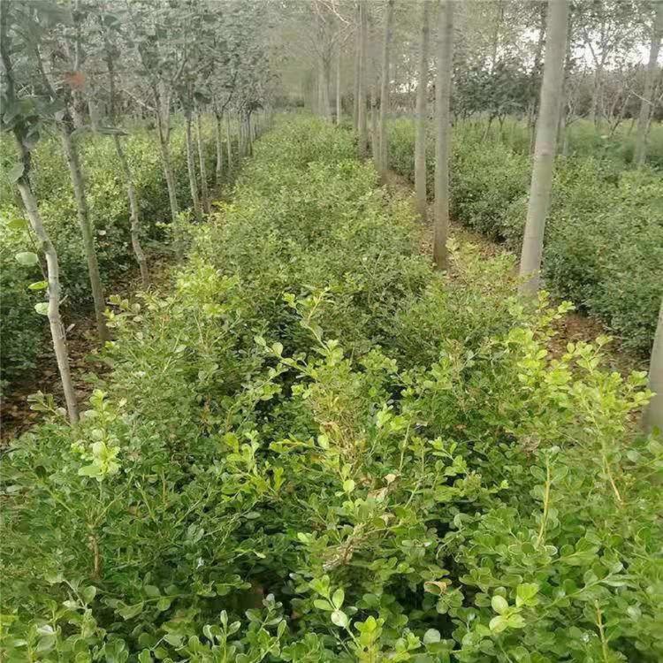 山东瓜子黄杨造型批发  小叶黄杨造型  批发豆瓣黄杨造型  锦熟黄杨