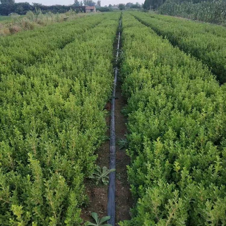 小叶黄杨  小叶黄杨基地  小叶黄杨批发  小叶黄杨价格