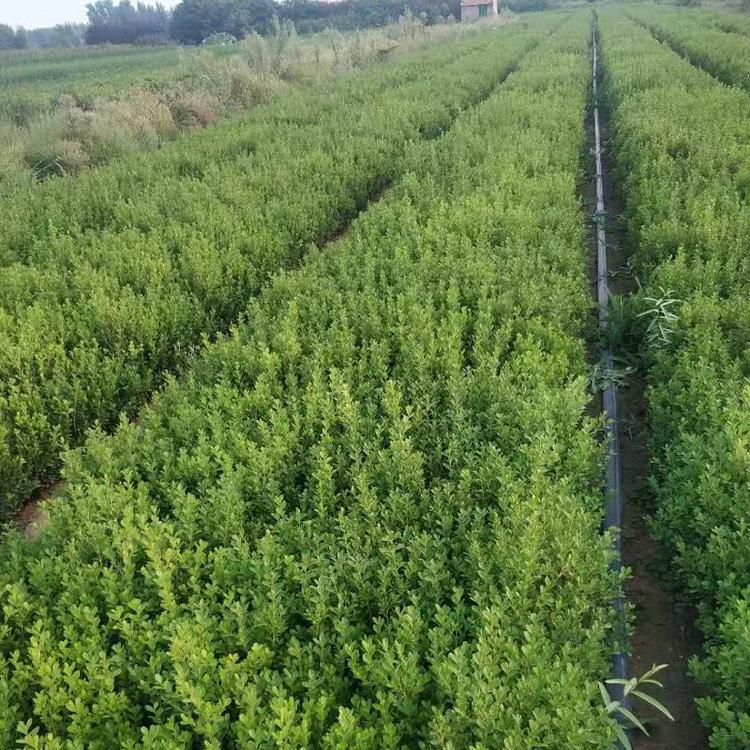 常绿小叶黄杨批发  小叶黄杨种植基地  小叶黄杨大量批发