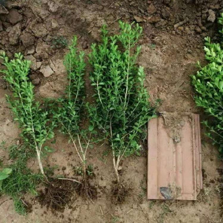 小叶黄杨工程苗批发  工程用瓜子黄杨苗价格  豆瓣黄杨基地