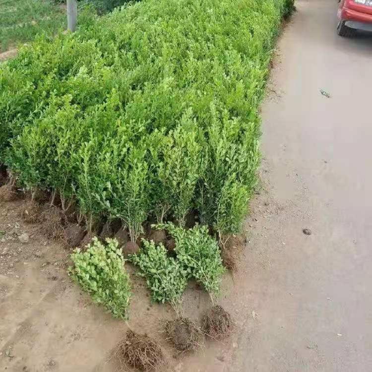 供应瓜子黄杨批发  瓜子黄杨价格