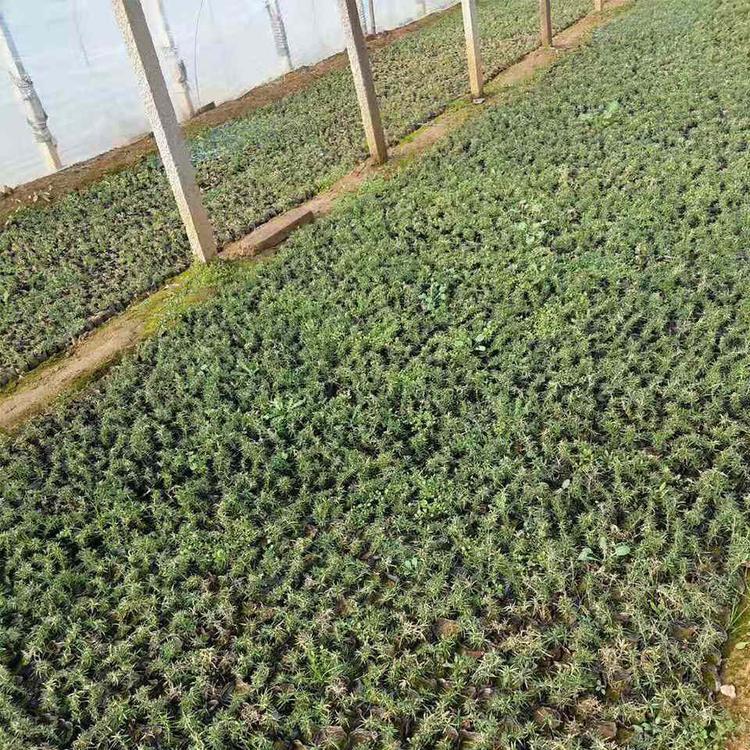 批发芝樱_福禄考苗 丛生福禄考价格 芝樱批发价格