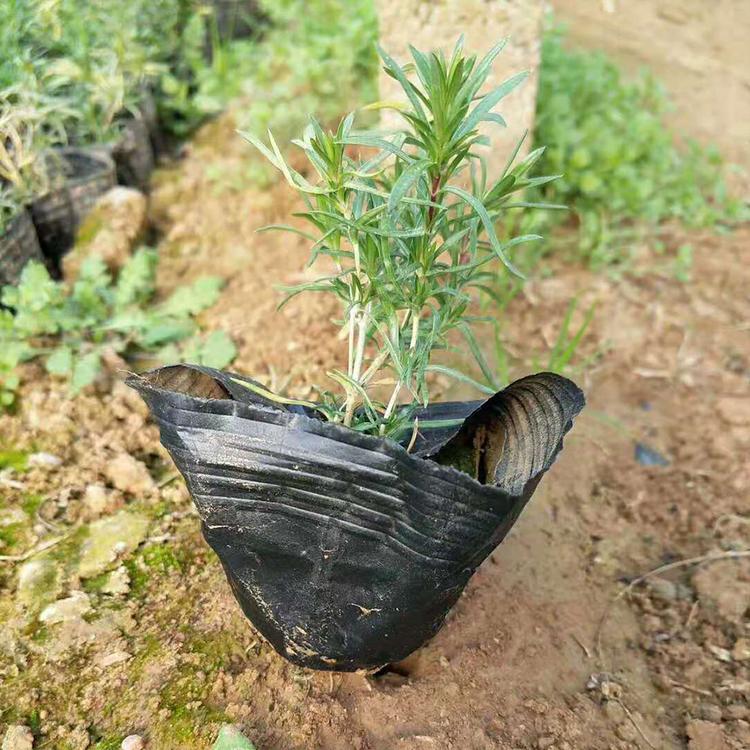 批发芝樱_福禄考 花海福禄考 福禄考杯苗 芝樱小皮桶