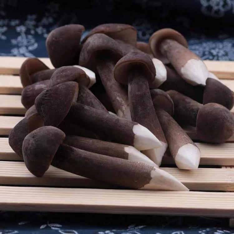 新鲜黑皮鸡枞菌供应 黑皮鸡枞菌种植技术免费培训