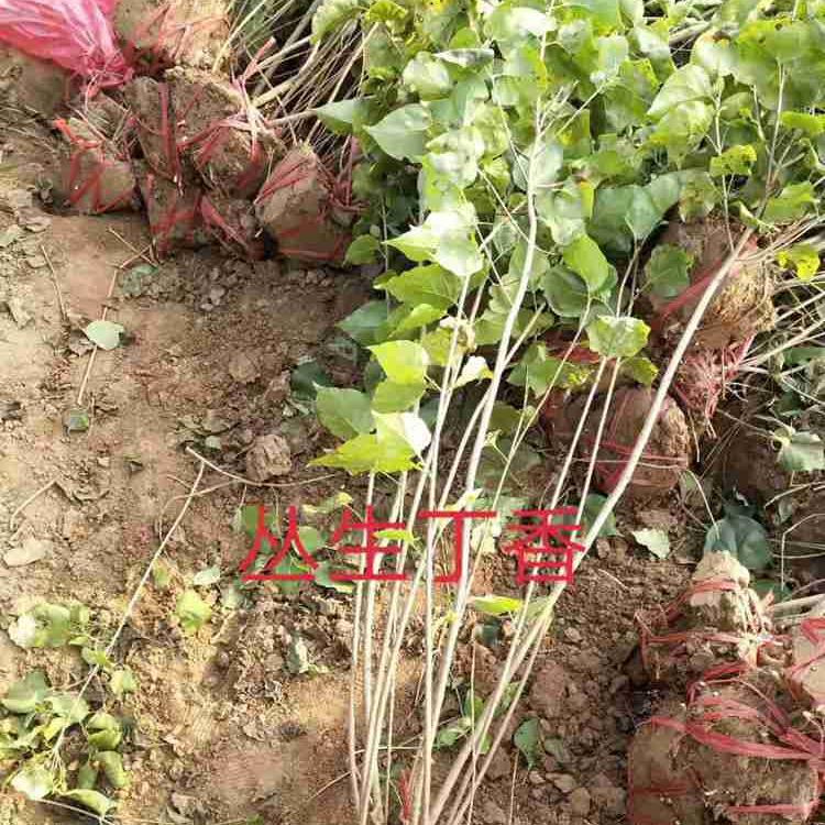 林博园林 丁香苗 四季丁香 紫花丁香 苗圃批发价格 量大价优