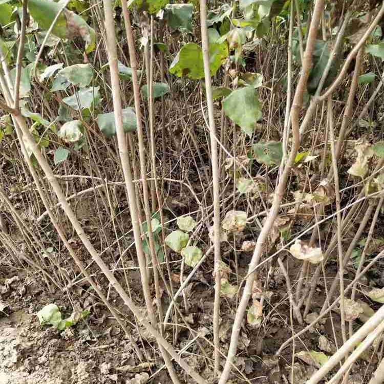 大量批发紫花丁香 丛生丁香苗 四季丁香  苗圃直销 价格优惠