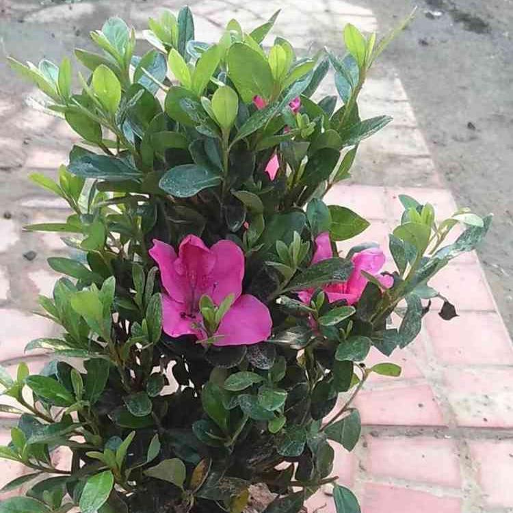 石岩杜鹃批发价格 山东石岩杜鹃种植基地 大量批发杜鹃花