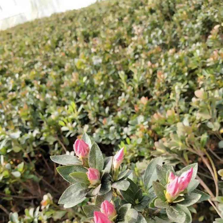 潍坊石岩杜鹃种植场 石岩杜鹃种价格 大量批发石岩杜鹃花