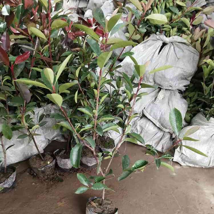 大量批发红叶石楠小苗幼苗 大杯红叶石楠价格  苗圃直销 价格优惠