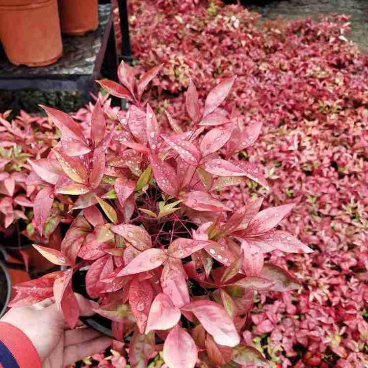 林博出售火焰南天竹小苗 火焰南天竹批发 苗圃直销 品质优良