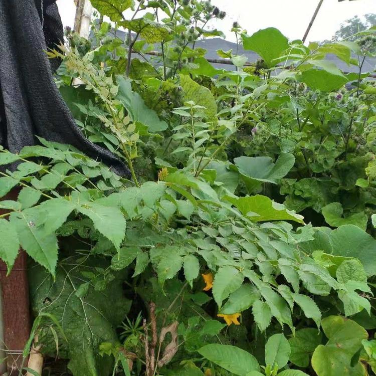 葱木苗批发 龙芽楤木 苗圃实拍地苗