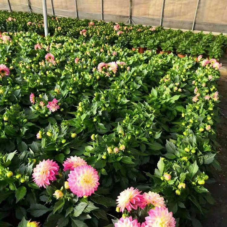 小丽花种植基地  小丽花批发价格 松青小丽花价格