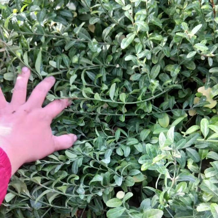 钰艺 小叶扶芳藤 绿化用小叶扶芳藤批发价格 小叶扶芳藤种植基地