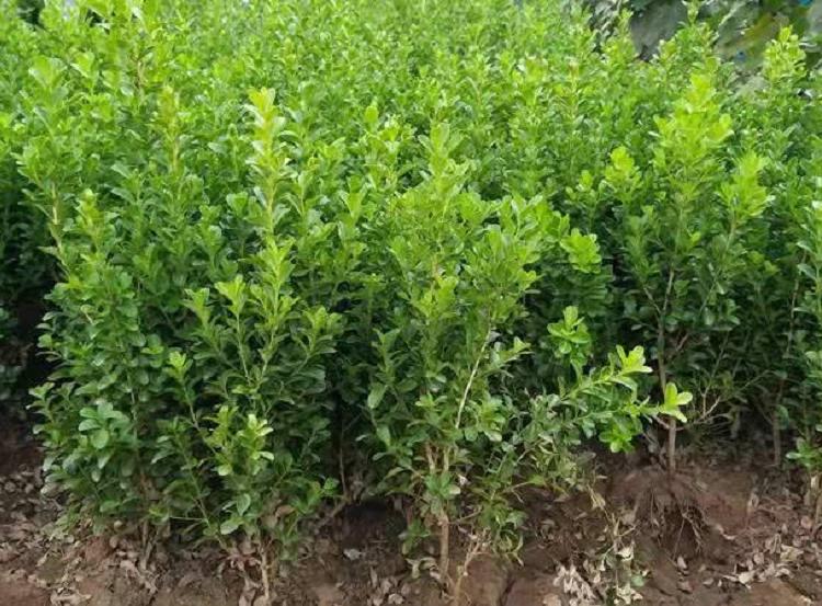 山东豆瓣黄杨批发商  豆瓣黄杨价格  供应豆瓣黄杨