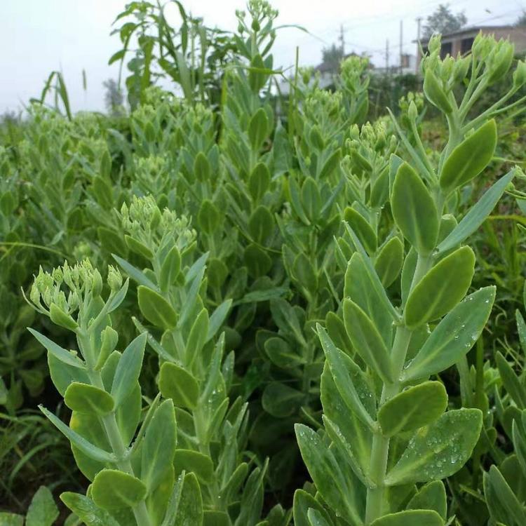 八宝景天育种价格 种苗绿化工程专用 量大从优