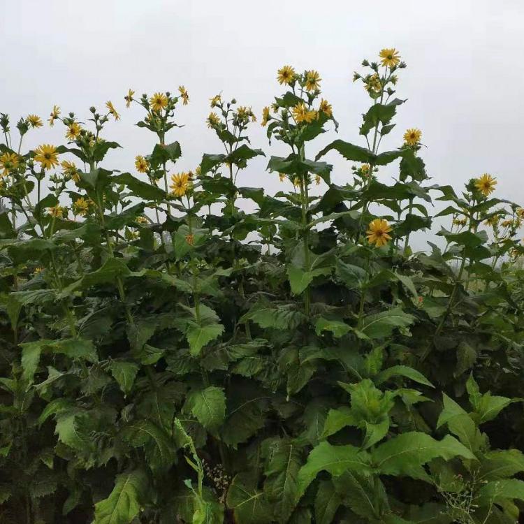 供应串叶松香草育种 种子纯度达到99% 串叶松香草种籽批发
