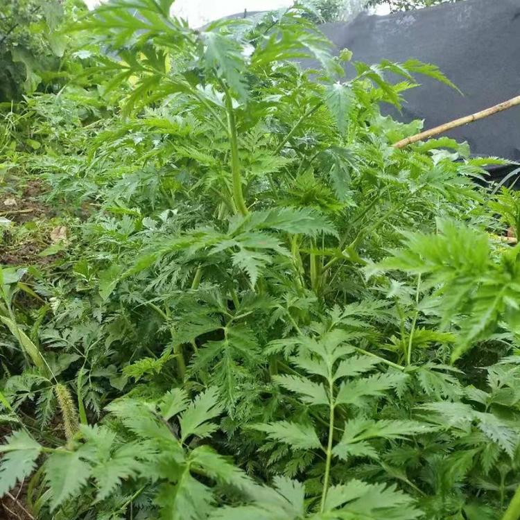 藁本药材育种价格 种植基地 藁本药材种苗供应