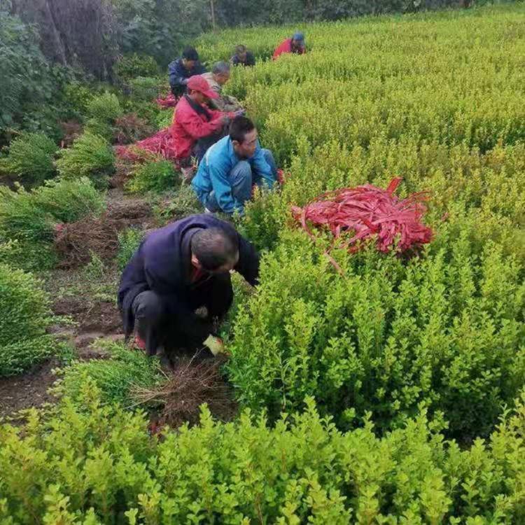 山东瓜子黄杨  瓜子黄杨价格  瓜子黄杨批发  瓜子黄杨基地
