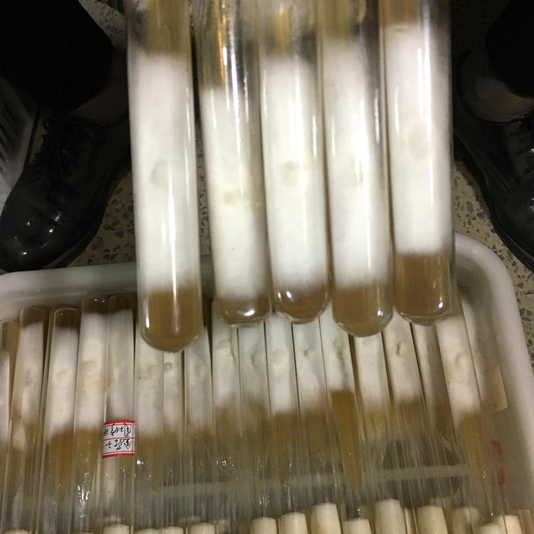 平菇母种栽培 定制试管平菇食用菌栽培种