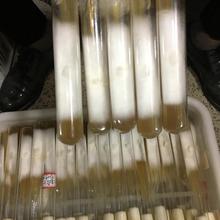平菇母种栽培 定制试管平菇食用菌栽培种