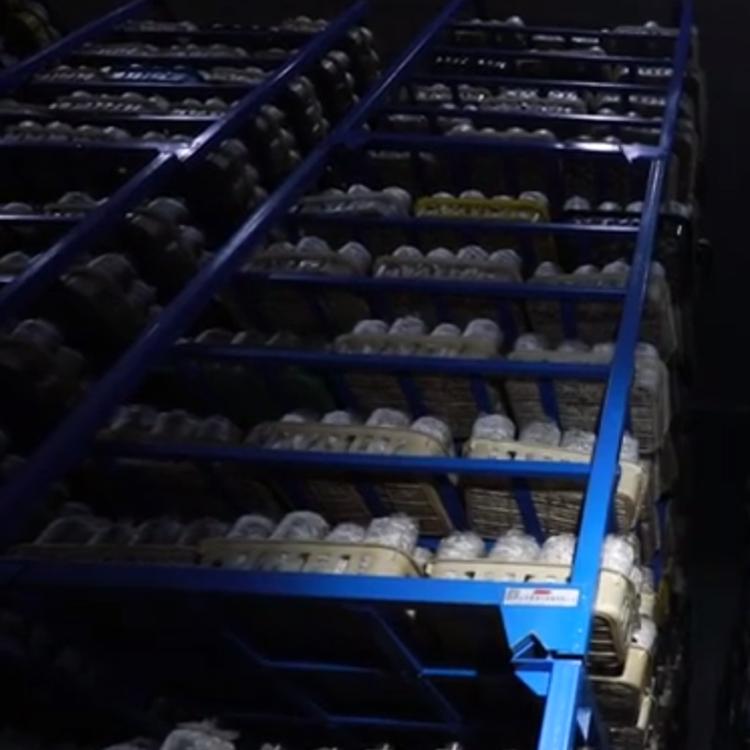 平菇人工种植 基地直供平菇栽培原种