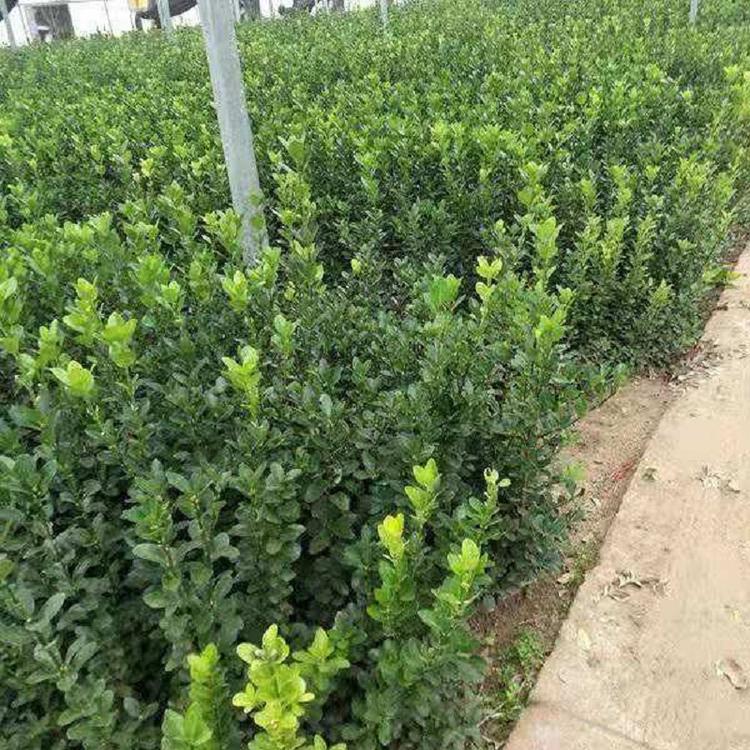 大叶黄杨批发  小区改造绿篱大叶黄杨价格 大叶黄基地