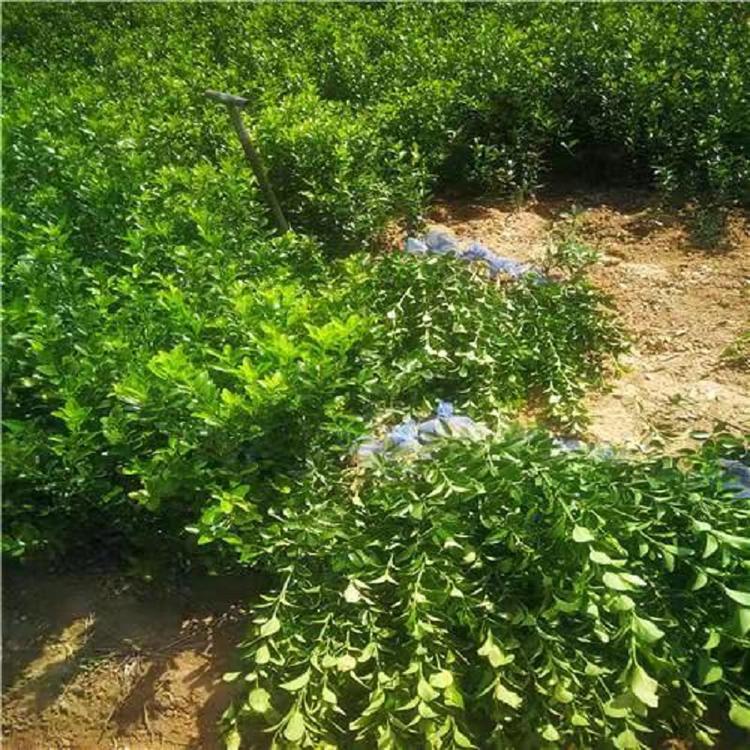 出售各种大叶黄杨价格 大叶黄杨球 大叶黄杨小苗价格