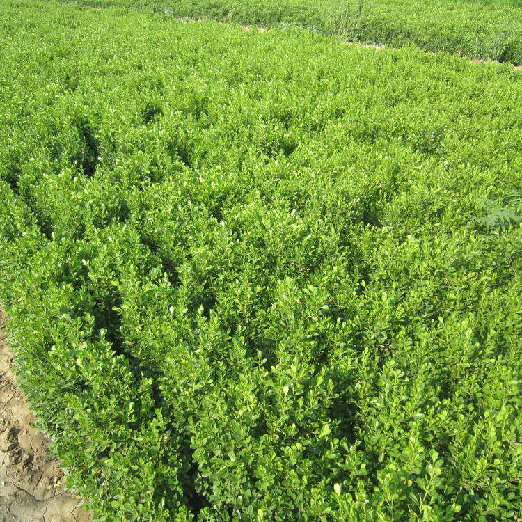 文山州分局创新边民互市贸易银行电子结算 打通边贸结算堵点