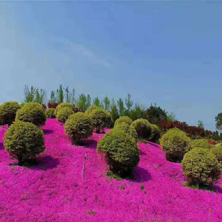 从生福禄考     山东丛生福禄考 丛生福禄考 基地 价格
