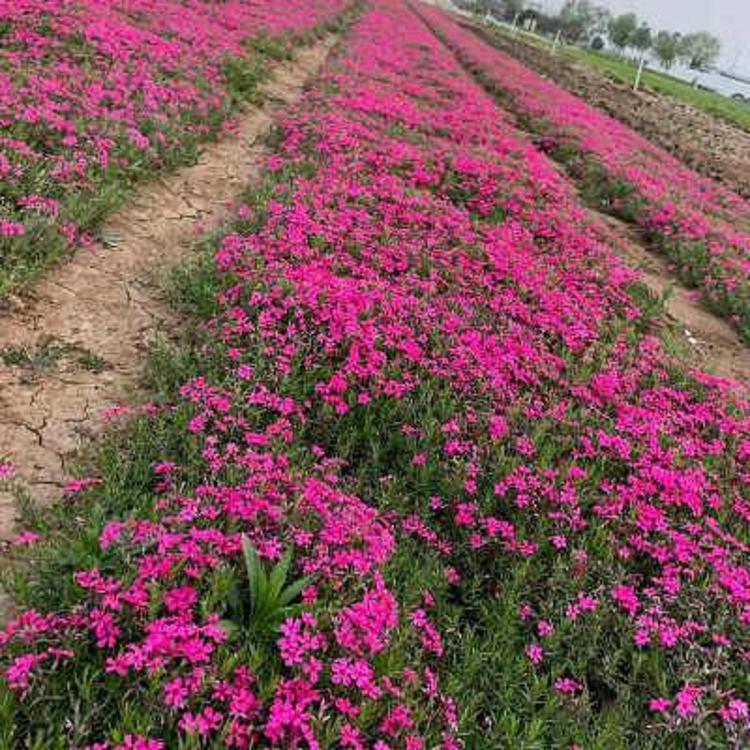 芝樱花海苗价格 芝樱苗批发 营养钵芝樱