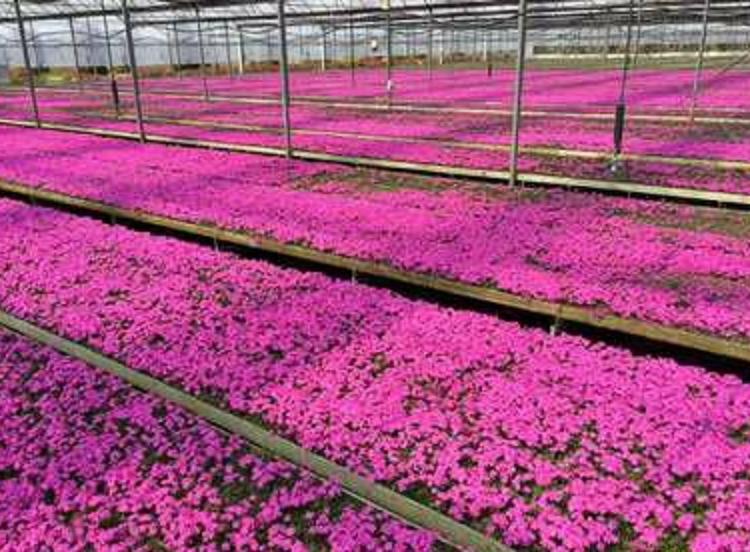顺和推荐花海用苗 芝樱 芝樱价格 漂亮的芝樱花