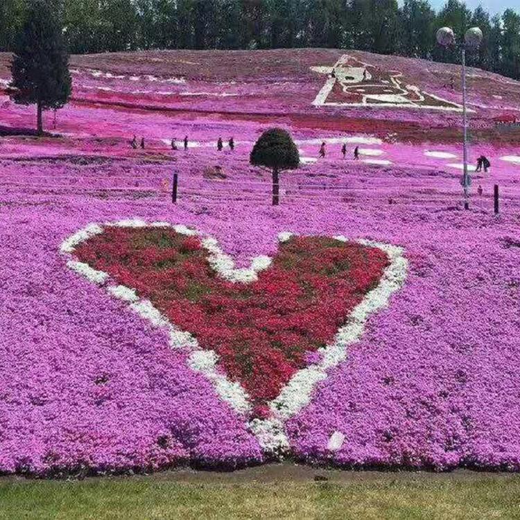 基地芝樱 芝樱 顺和花卉大量培育芝樱 丛生福禄考