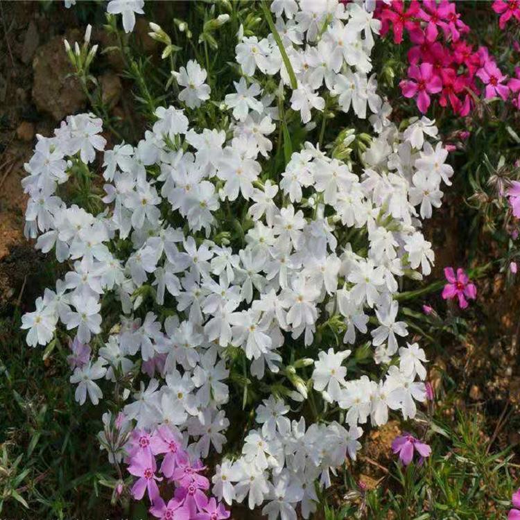 园林绿化用芝樱 工程用芝樱 公园美化用芝樱