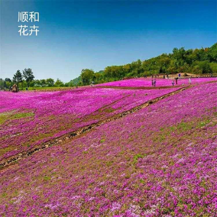 山东芝樱批发 青州芝樱价格 供应花海针叶天蓝绣球