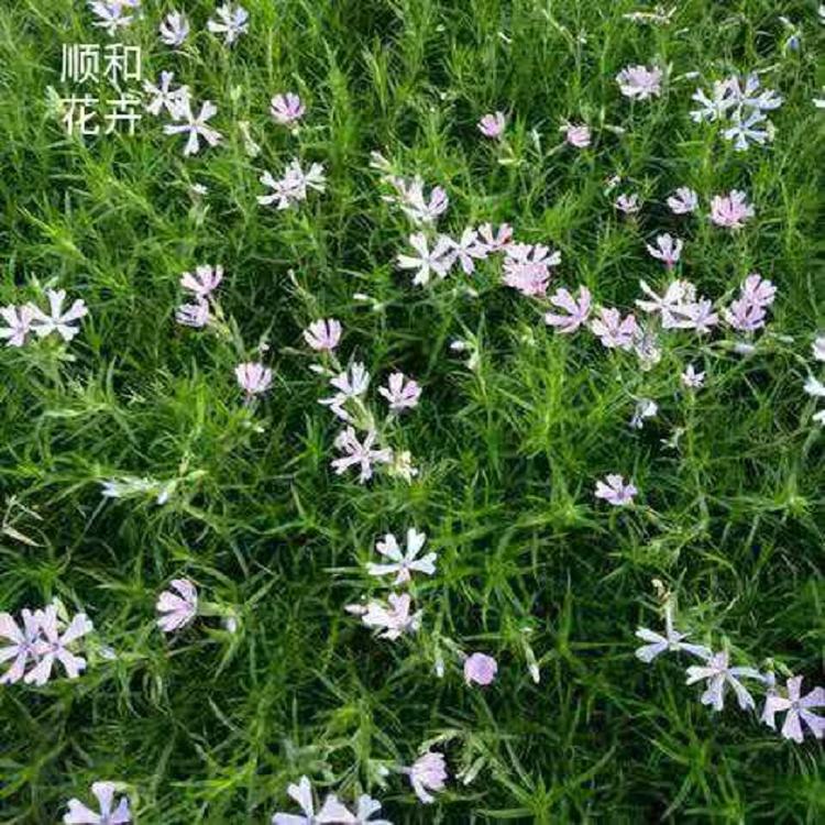 芝樱基地 芝樱苗批发 营养钵芝樱价格