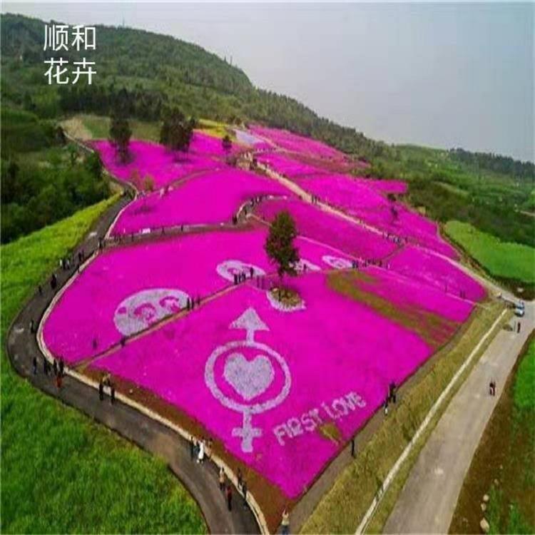 芝樱价格  芝樱批发