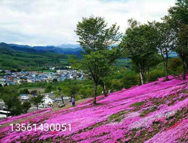 山东百亩芝樱价格   庭院栽植芝樱批发